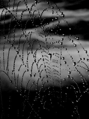 [spiderweb+blackwhite[1].jpg]